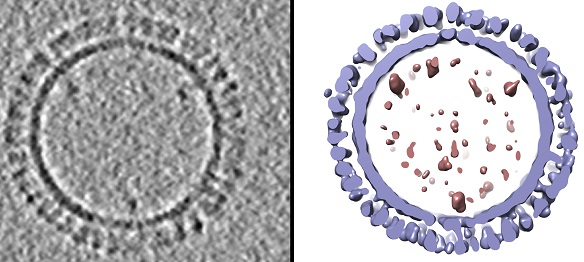 On the left is a 1918 H1 influenza virus-like particle (VLP) as seen by cryo-electron microscopy. On the right is the same VLP rendered in 3D with structural components computationally segmented and colored