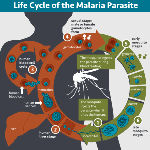 Monoclonal Antibody Prevents Malaria in U.S. Adults, NIH Trial Shows | NIH: National Institute of Allergy and Infectious Diseases