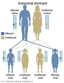 Illustration demonstrating how genes are passed down from parents to children.