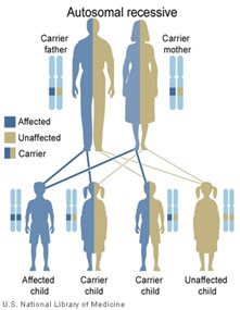 Illustration demonstrating how genes are passed down from parents to children.