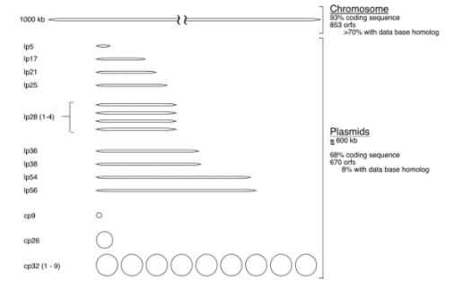 B. burgdorferi Genome