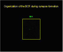 Total internal reflection (TIRF) image of a B cell expressing fluorescent BCR as it engages a fluid lipid bilayer that contains the B cell antige