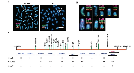 A. FISH analysis of mouse embryonic fibroblasts reveals that the Tlr7 gene (green) is found on both X and Y chromosomes of Yaa mutant mice but only on the X in wildtype B6 animals. B-C. Close-up and scheme showing the presence of a 4-Mb X chromosome inter