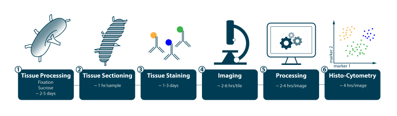 Histo-cytometry workflow: 1. Tissue processing (2-5 days); 2. Tissue sectioning (1 hr/sample); 3. Tissue staining (1-3 days); 4. Imaging (2-6 hr/tile); 5. Processing (2-4 hrs/image); 6. Histo-cytometry (4 hrs/image)