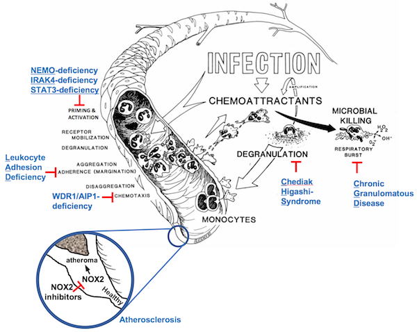 The various diseases of monocytes and neutrophils studied by the Clinical Pathophysiology Section