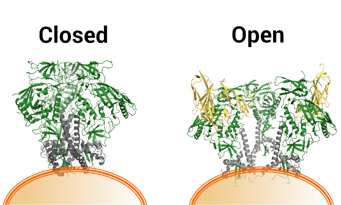 A laboratory illustration depicts the differing structures of the naturally “closed” Env protein on the surface of HIV and a genetically mutated, “open” variant