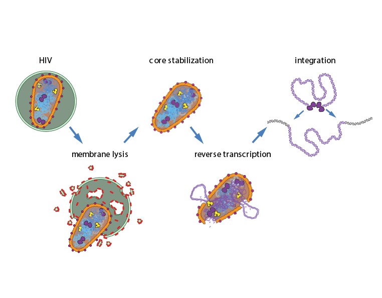 NIAID-Supported Research Unveils Characteristics of Key Steps in HIV Life Cycle | NIH: National Institute of Allergy and Infectious Diseases NIAID-Supported Research Unveils Characteristics of Key Steps in HIV Life Cycle | NIH: National Institute of Allergy and Infectious Diseases