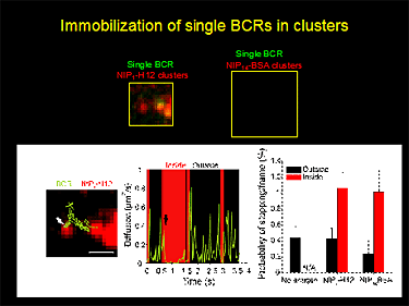 Shown are single molecule images of individual BCR (green) as they stop when encounter BCR-antigen clusters (red).