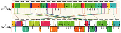 Mauve alignment of Coxiella Nine Mile and K isolate chromosomes showing rearranged syntenic chromosomal blocks. Recombination between abundant insertion sequences (black vertical lines with triangle) contributes to Coxiella genome plasticity. Credit: NIAI