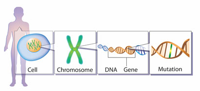 Illustration of a mutation on a gene on a chromosome in a cell within the human body.