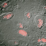 Vero cells infected with genetically transformed Coxiella expressing mCherry red fluorescent protein. Transformants were generated by Himar1 transposon mutagenesis. 
