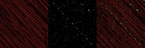 Cellular DNA stained in red and viral DNA stained in green.