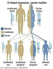 Illustration of how genes are passed down from parents to children.