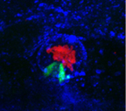 Confocal fluorescence micrograph showing that co-infection of Vero cells with Leishmania amazonensis (green) rescues intracellular growth of a Coxiella icmD::Tnmutant (red) LAMP-3 positive (blue) PV. 
