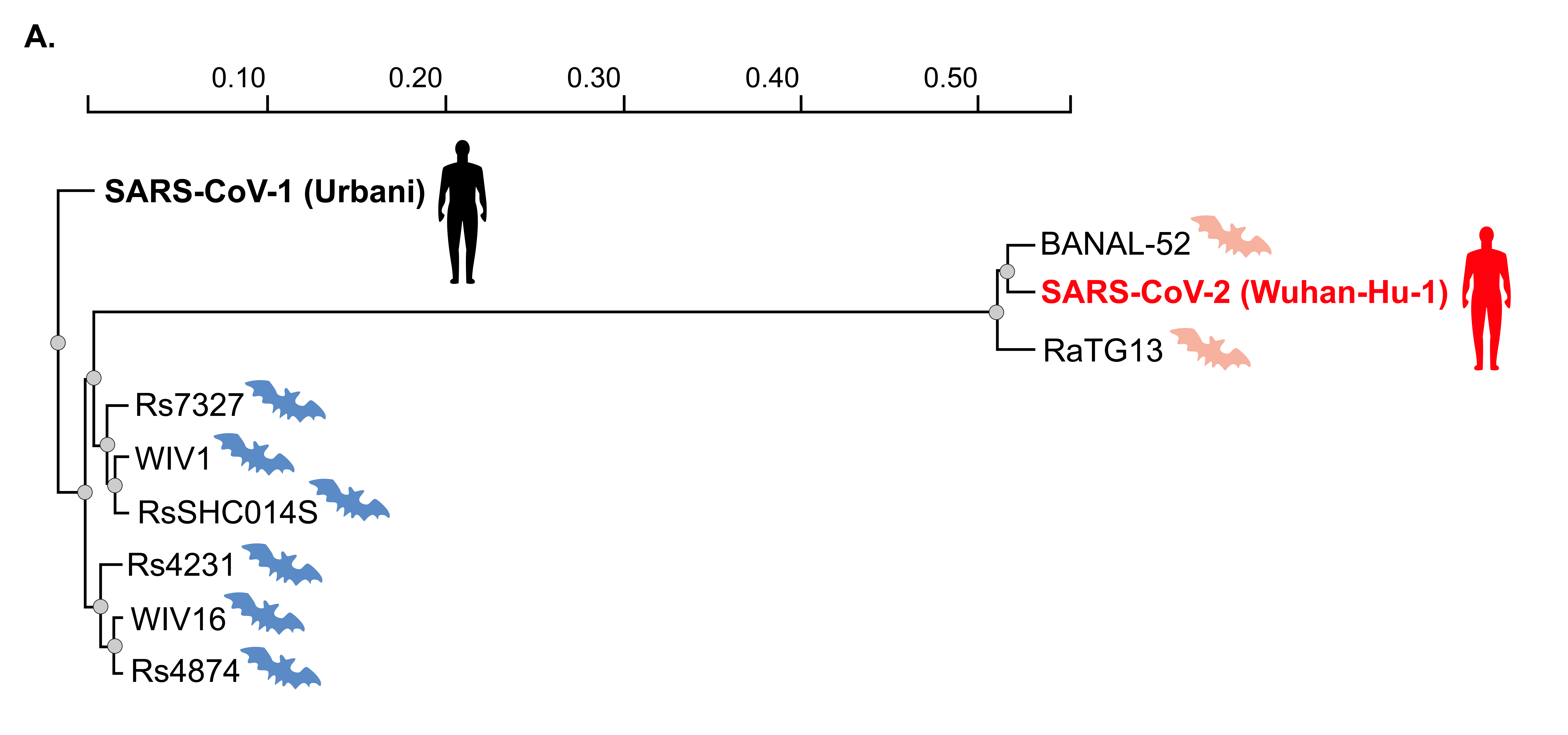 A phylogenetic tree based on nucleotide sequences of indicated coronavirus spike proteins
