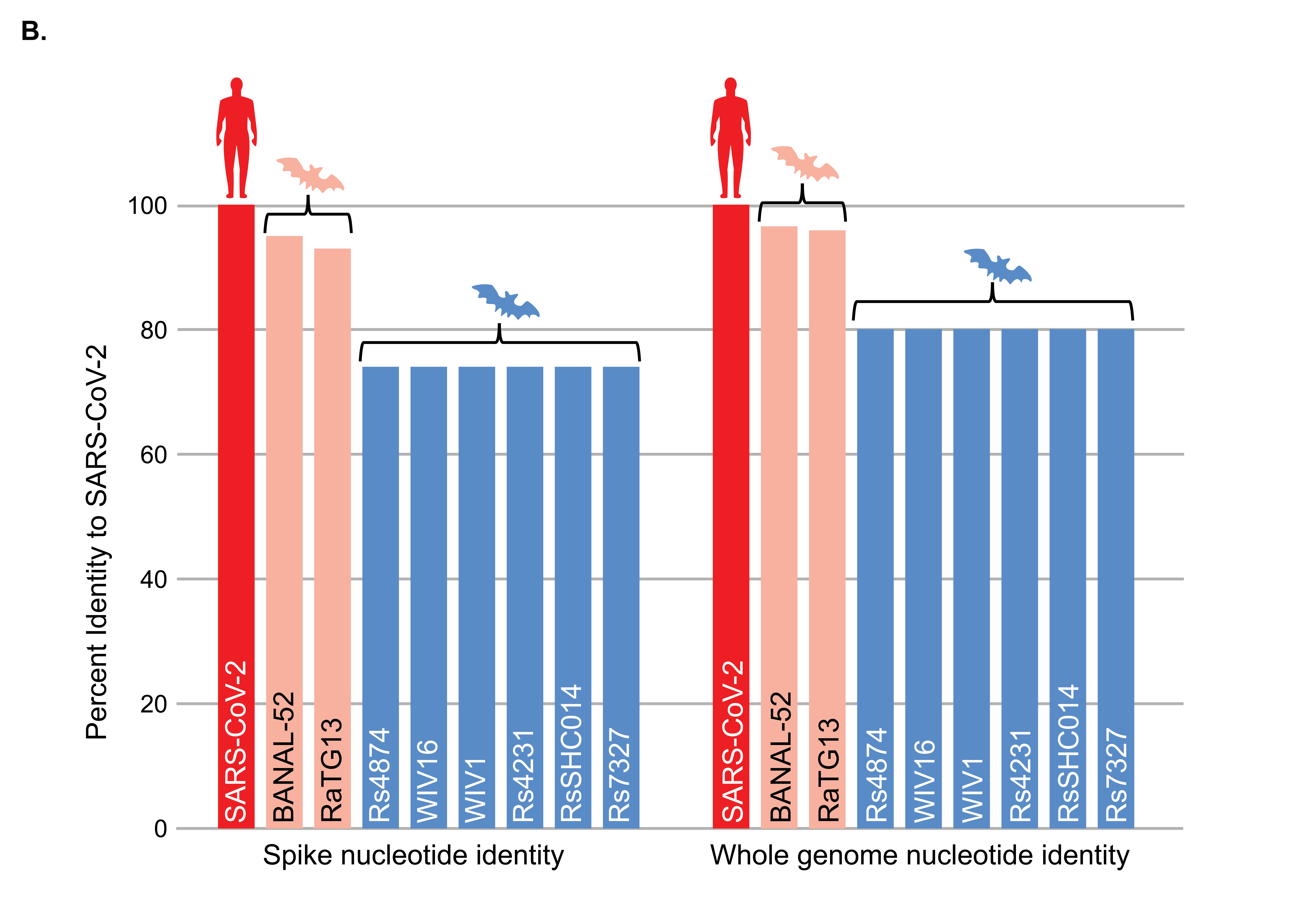 Bar chart comparing nucleotide sequence identity of indicated coronaviruses to SARS-CoV-2.