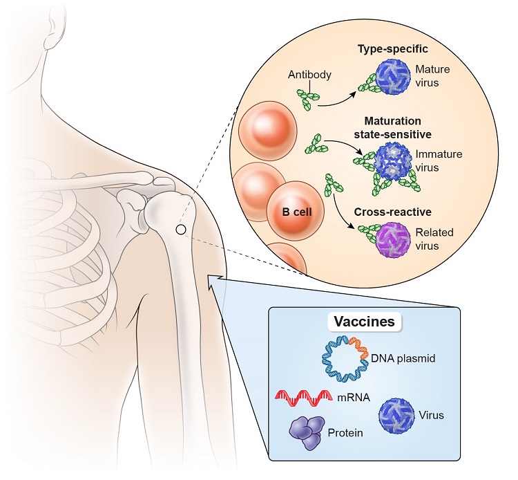 Flavivirus vaccine