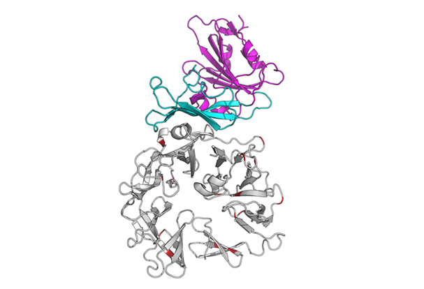 Graphic representation of MERS-CoV spike glycoprotein and its receptor