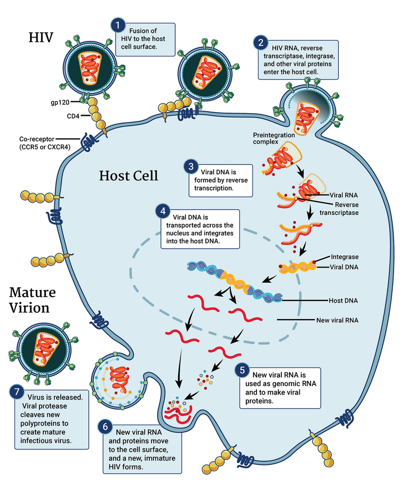 Hiv Replication Cycle The Principal Stages Of The Viral Replication ...