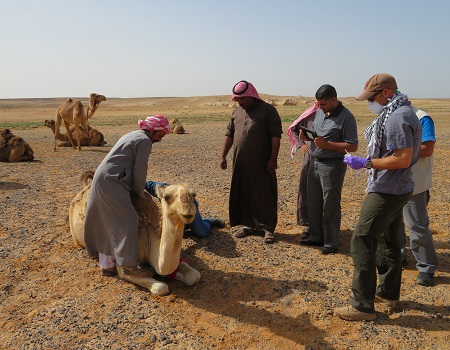 The research team prepares to gather samples from a dromedary camel. Photo: The research team prepares to gather samples from a dromedary camel.