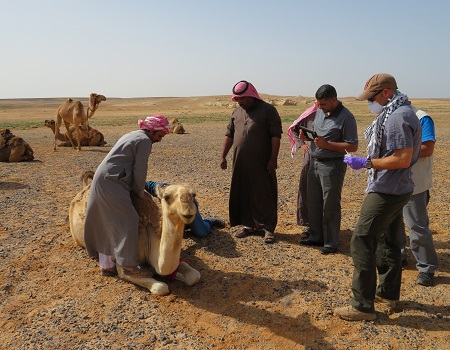 Photo: The research team prepares to gather samples from a dromedary camel.