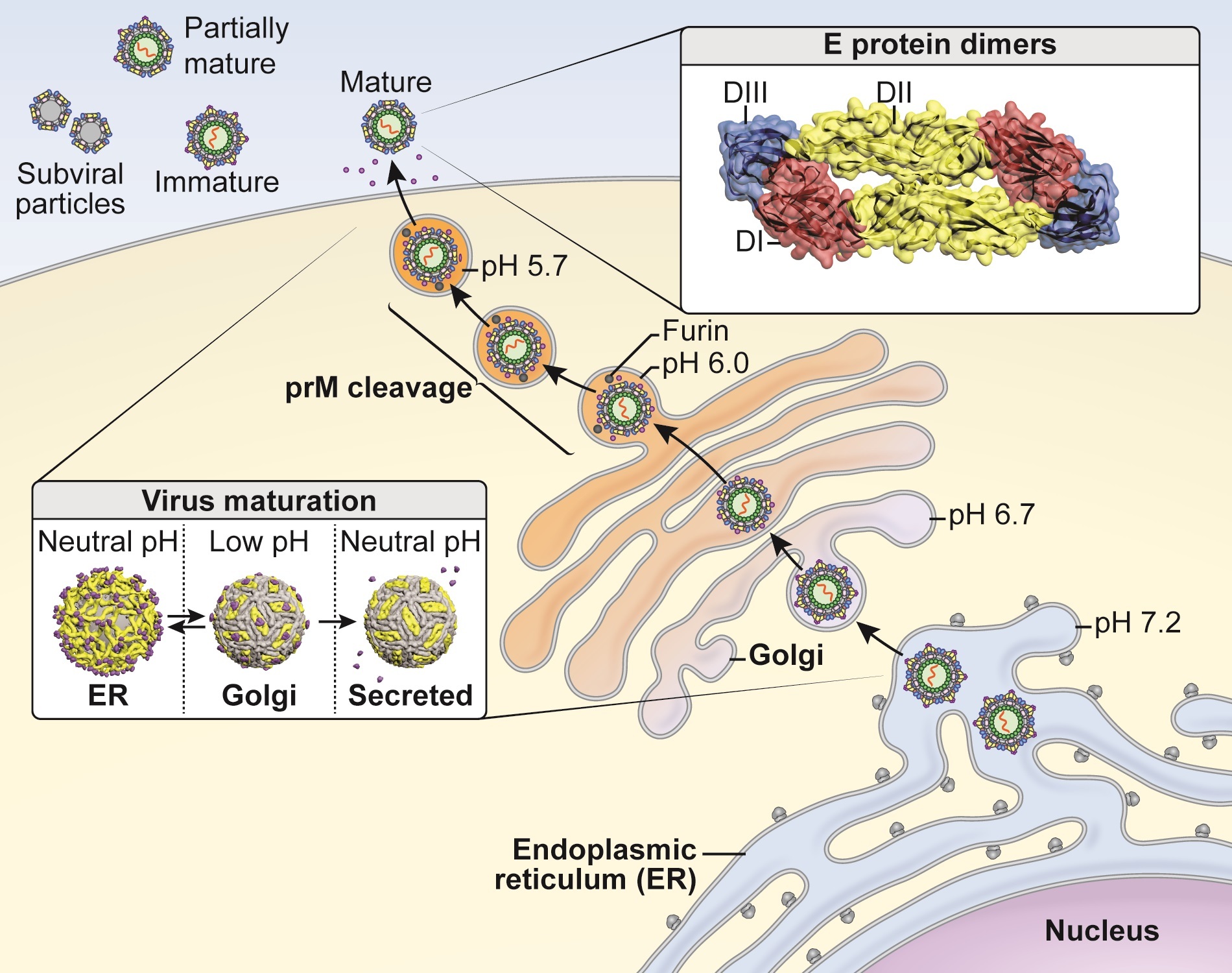Diagram showing flavivirus maturation