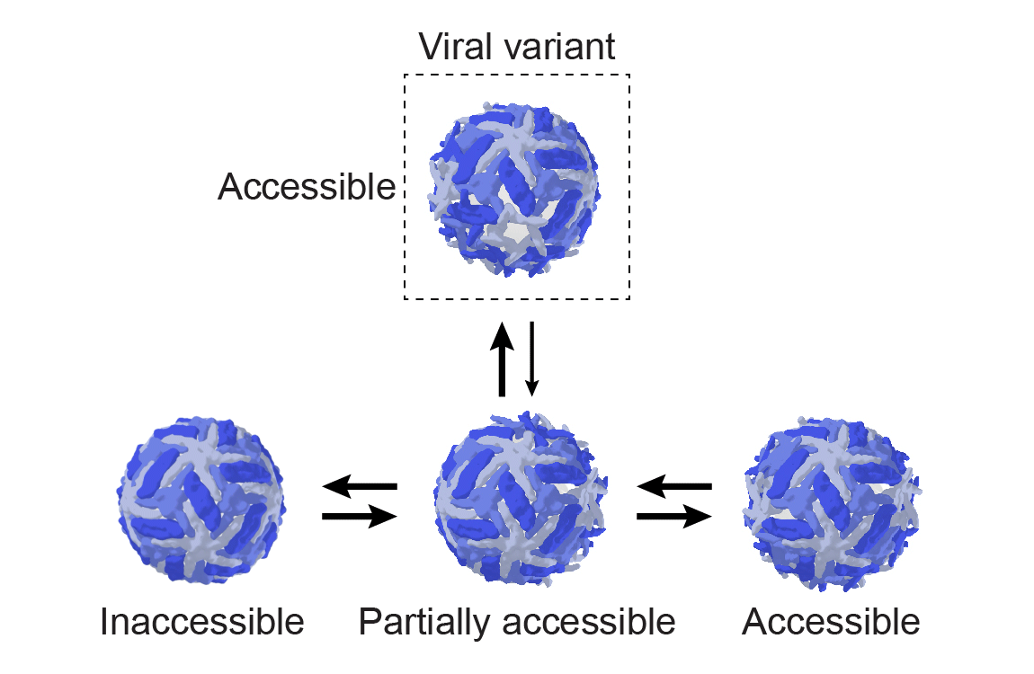 Image of viruses 