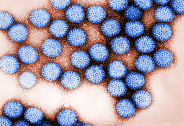 Image of rotavirus