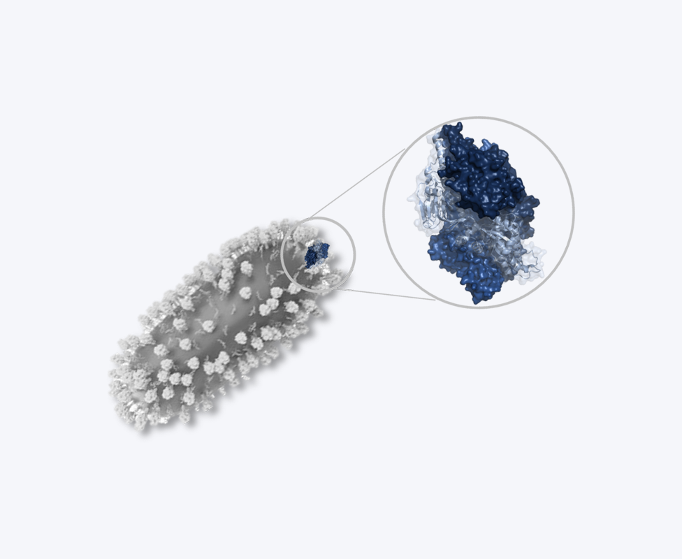 a virus surface