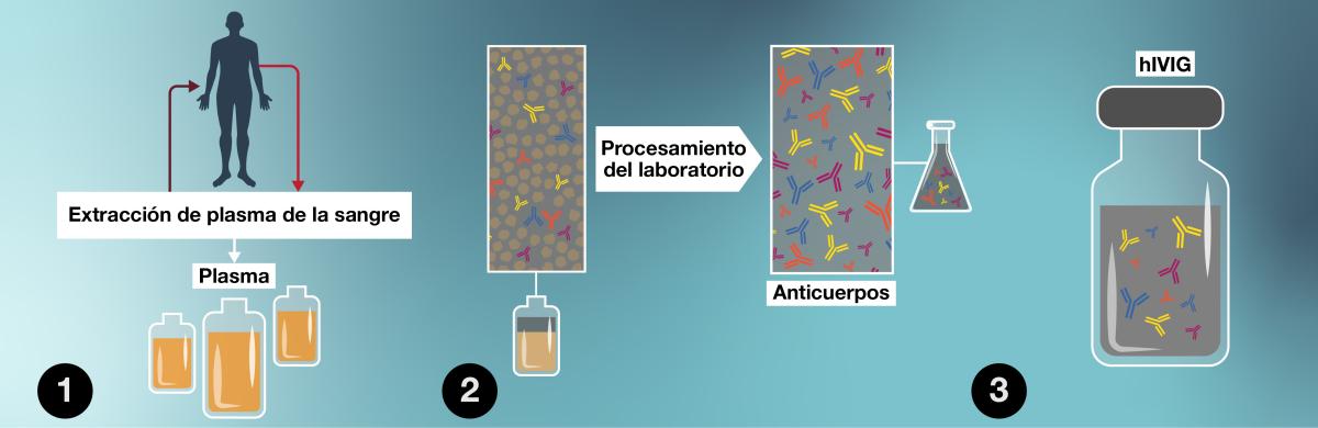 Una infografía que muestra cómo funciona la producción de hIVIG. El texto a continuación brinda detalles completos de los pasos.