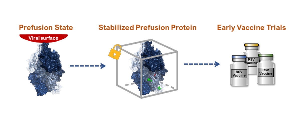 prefusion state shows as protein on virus surface. An arrow points to stabilized profusion protein shown as protein in a locked box. An arrow points to early vaccine trials shown as viles of vaccines.