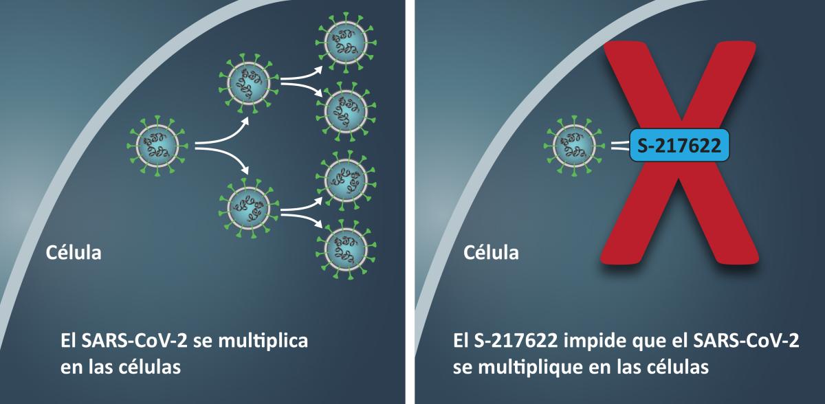 Side by side cartoons of SARS-CoV-2 cells multiplying and a large X signifying S-217622 stopping the virus from multiplying.