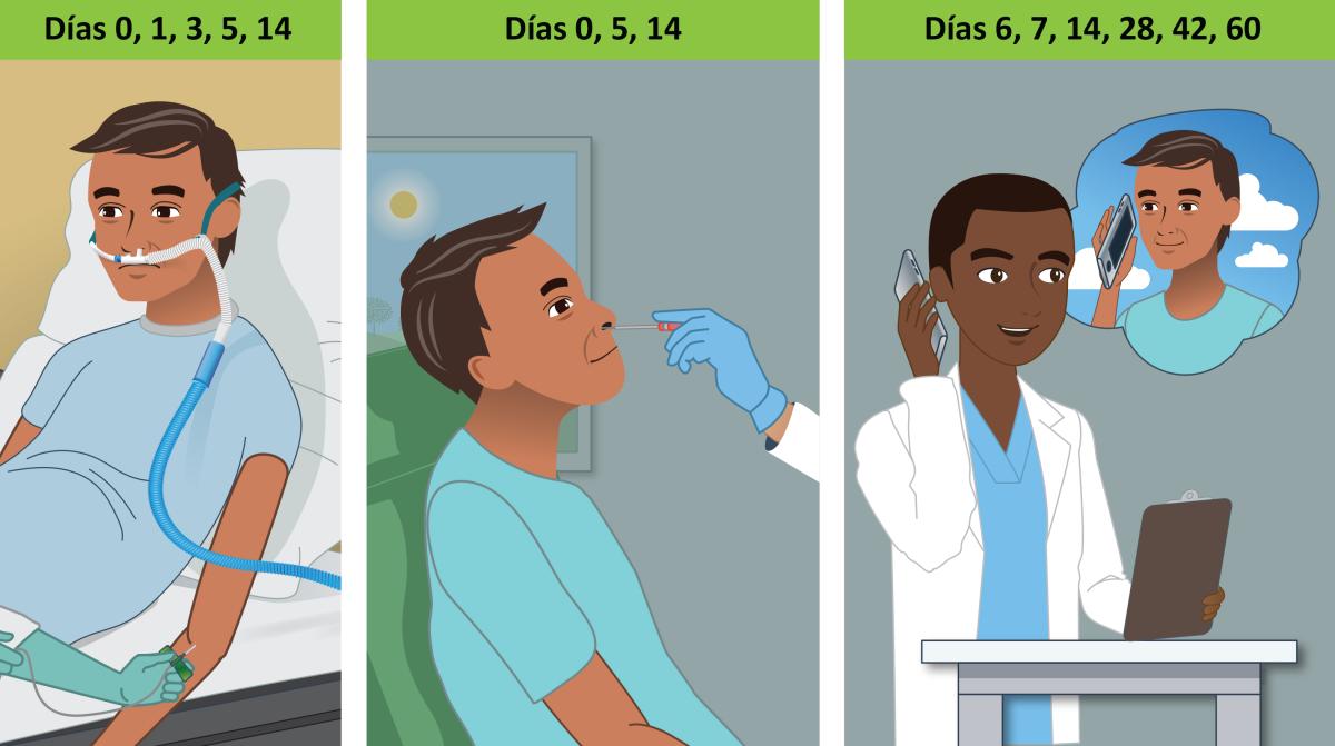 Three panel cartoon showing the days for blood draw (0, 1, 3, 5, 14), nose swab (0, 5, 14) and phone check-in (6, 7, 14, 28, 42, 60).