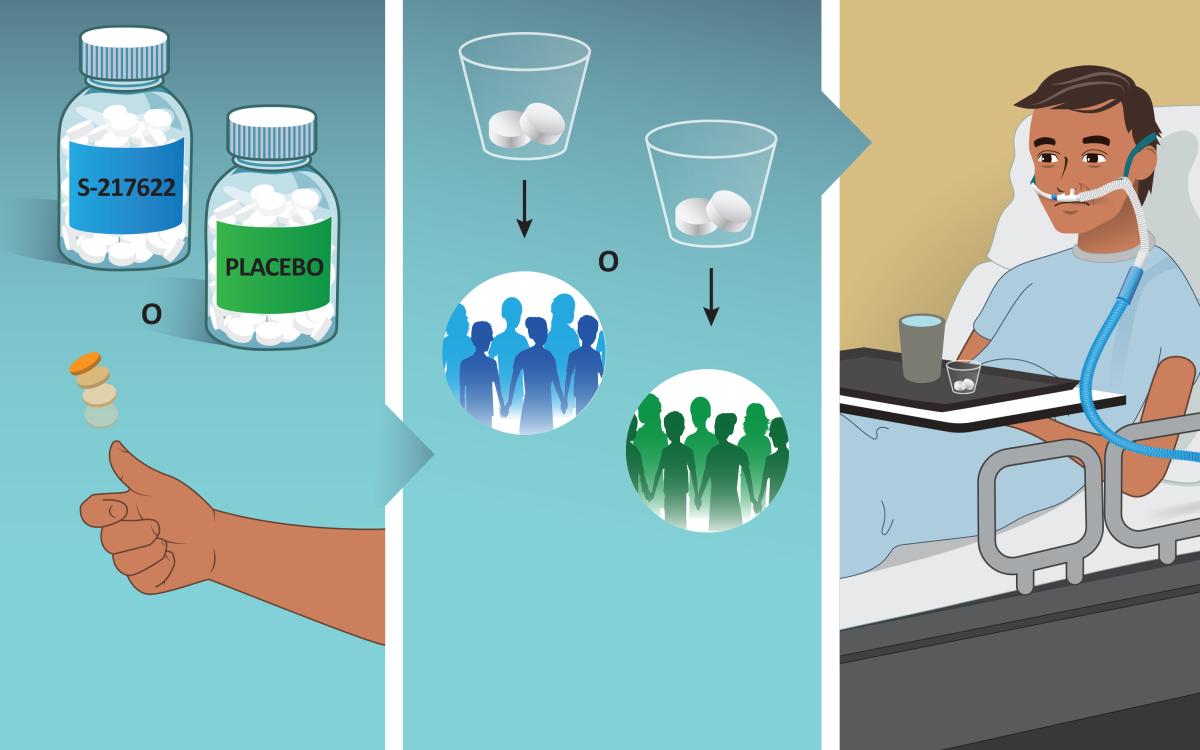 Cartoons of pills and groups of people signifying S-217622 verses placebo being given to participants at random.