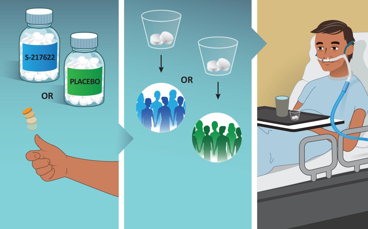 Cartoons of pills and groups of people signifying S-217622 verses placebo being given to participants at random.