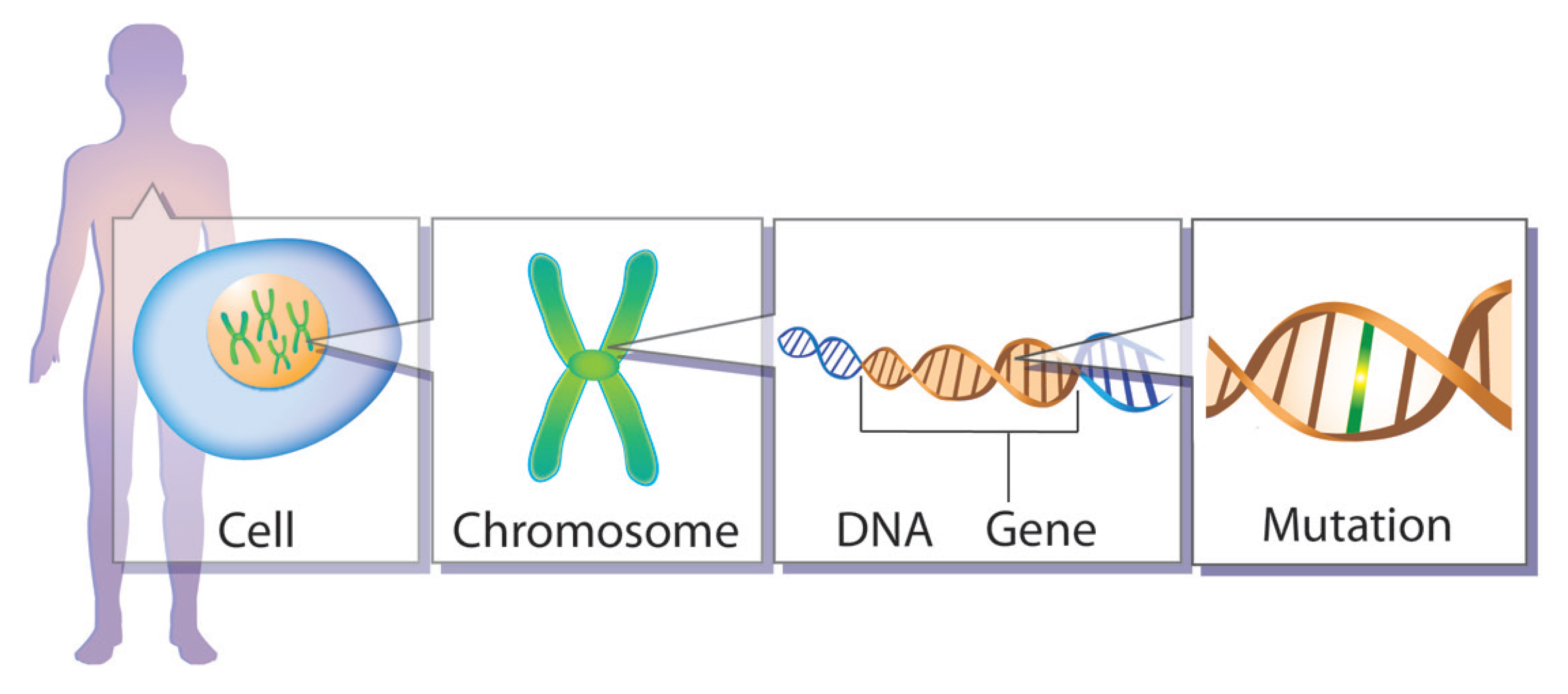 Human figure, cell, chromosome, DNA, gene, and gene mutation illustrations