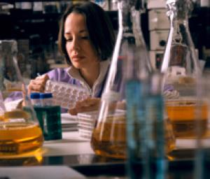 Researcher prepares a monolayer of Vero cells infected with Dengue virus. Credit: NIAID