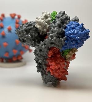 models of coronavirus and the SARS-CoV-2 spike protein