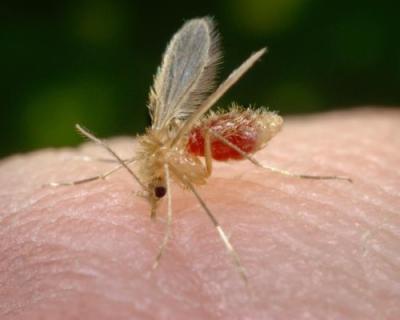 This photograph depicts a Phlebotomus papatasi sand fly, which had landed atop the skin surface of the photographer, who’d volunteered himself as host for this specimen’s blood meal.