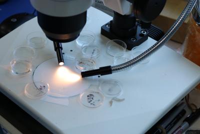 dissecting microscope