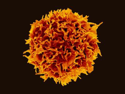 CD4+ T-cell (orange)