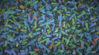 Bacteria in the gut. The human gut teems with bacteria and other microbes. They contribute to our health but also influence our susceptibility to certain diseases