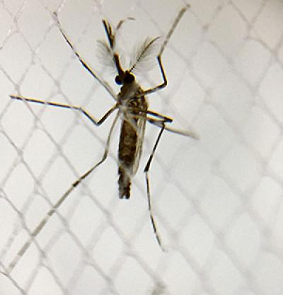 An Aedes aegypti mosquito, the type responsible for transmitting Zika virus.