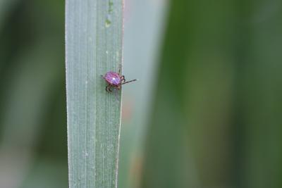 Lone star tick on a leaf