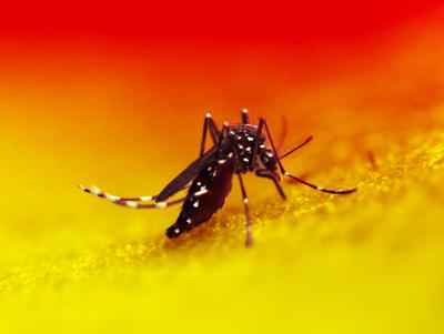 detailed photo of an aedes mosquito on a colorful background