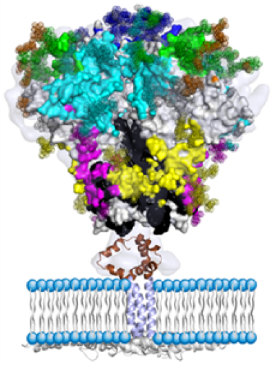 HIV-1 Envelope glycoprotein targeted by broadly neutralizing antibodies
