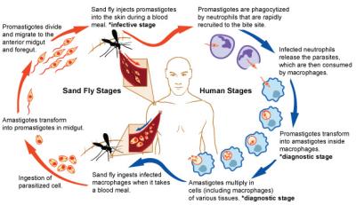 A diagram depicting the lifecycle of Leishmania, with images depicting sand fly stages on the left side and images depicting human stages on the right side. On the left side, red arrows show the sand fly stages of the Leishmania lifecycle. On the right side, blue arrows show the human stages of the Leishmania lifecycle.