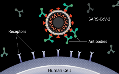 Illustration of an antibody binding to the surface of a virus, blocking entry into a human cell.