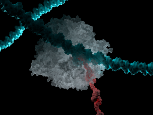 Computer generated model depicting RNA polymerase
