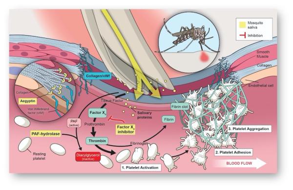 A diagram of the effects of mosquito saliva on host immune response